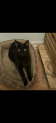 Lost Male Cat last seen Sally Lane and Brailsford drive, Summerville, SC 29485