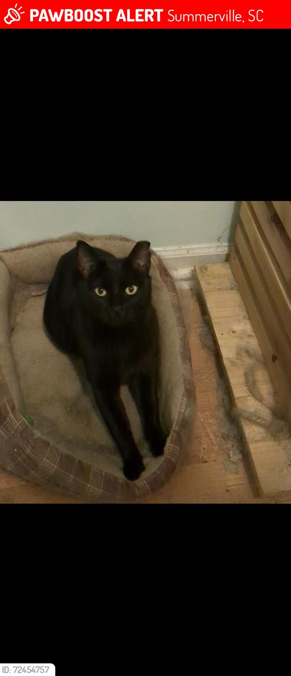 Lost Male Cat last seen Sally Lane and Brailsford drive, Summerville, SC 29485