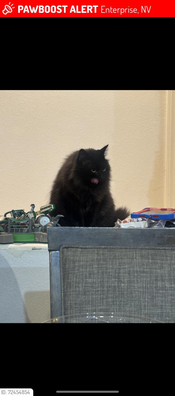 Lost Male Cat last seen Richmar ave , Enterprise, NV 89123