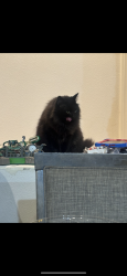 Lost Male Cat last seen Richmar ave , Enterprise, NV 89123