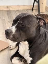 Lost Male Dog last seen S Lockburn st , Indianapolis, IN 46241