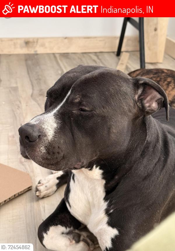 Lost Male Dog last seen S Lockburn st , Indianapolis, IN 46241