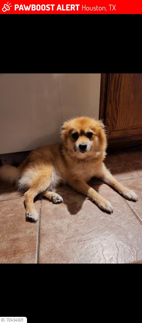 Lost Male Dog last seen Copperfield area, Houston, TX 77095