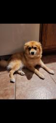 Lost Male Dog last seen Copperfield area, Houston, TX 77095
