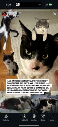 Lost Male Cat last seen 50th st e , Palmdale, CA 93552