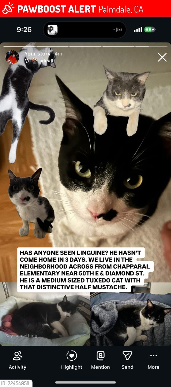 Lost Male Cat last seen 50th st e , Palmdale, CA 93552
