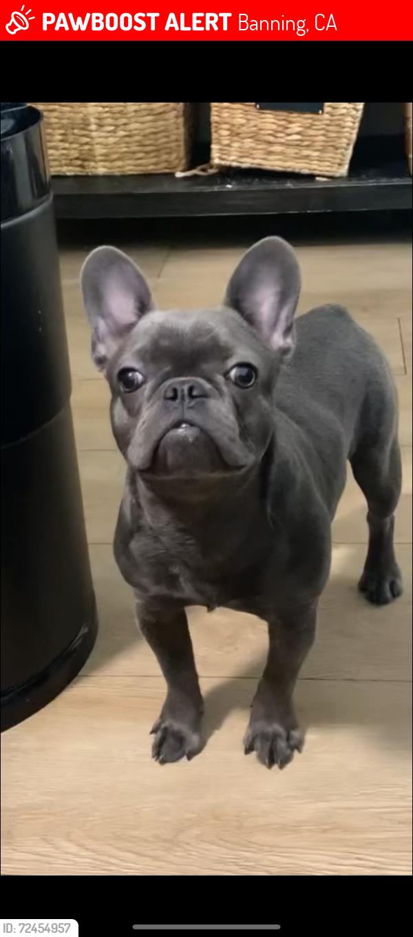 Lost Female Dog last seen Atwell Community in Banning. Cross streets are Landmark way and cool water way. Atwell is off Highland Springs Pkwy., Banning, CA 92220