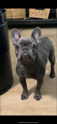 Lost Female Dog last seen Atwell Community in Banning. Cross streets are Landmark way and cool water way. Atwell is off Highland Springs Pkwy., Banning, CA 92220
