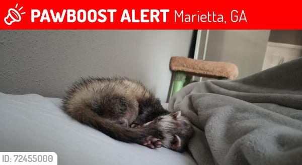 Lost Female Ferret last seen Están en construcción de una carretera, Marietta, GA 30066