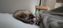 Lost Female Ferret last seen Están en construcción de una carretera, Marietta, GA 30066