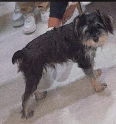 Lost Male Dog last seen Bethsaida rd, Bethsaida Dr, GA 30296