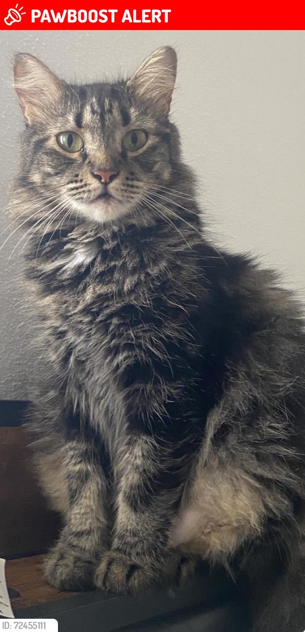 Lost Female Cat last seen Starlakes cndmnium , North Miami Beach, FL 33179