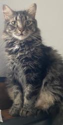 Lost Female Cat last seen Starlakes cndmnium , North Miami Beach, FL 33179