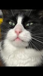 Lost Male Cat last seen Paradise and Twain Ave , Las Vegas, NV 89169