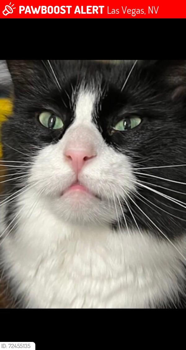 Lost Male Cat last seen Paradise and Twain Ave , Las Vegas, NV 89169