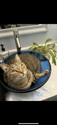 Lost Male Cat last seen Wilfawn Way & Rockbridge Rd , Scottdale, GA 30002