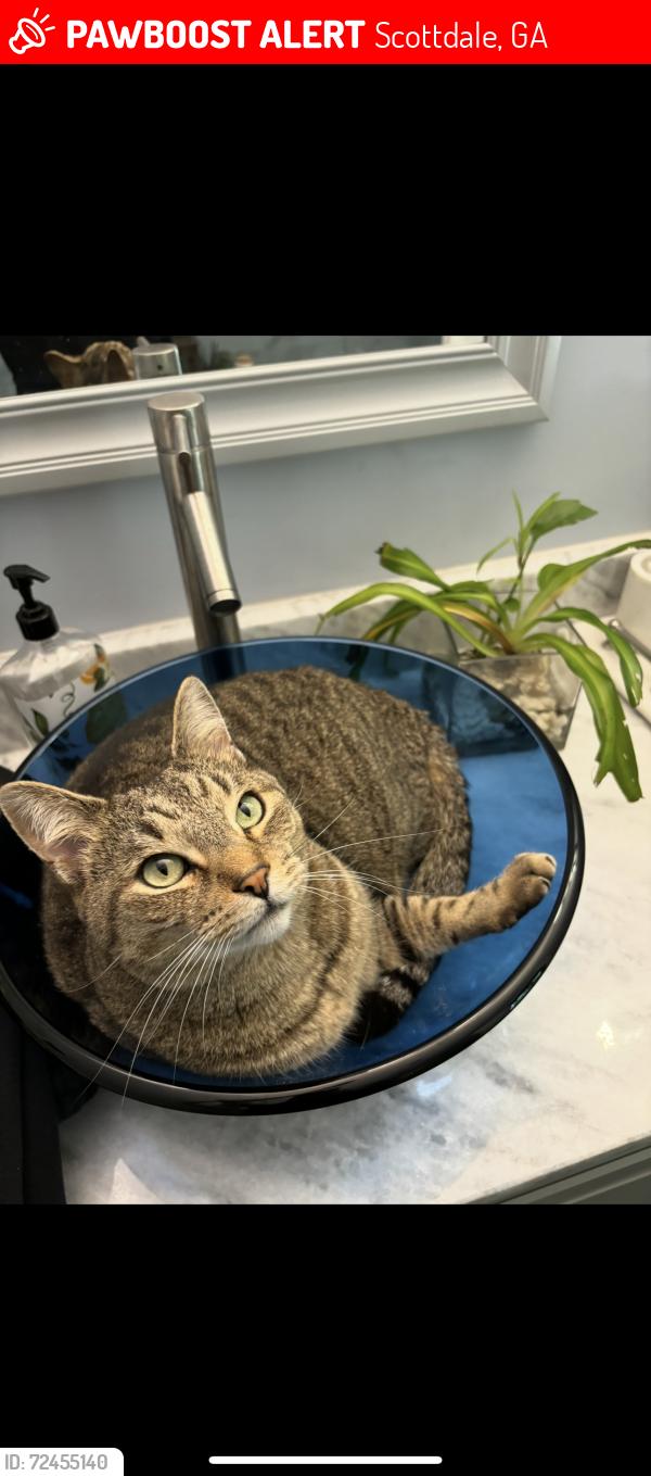 Lost Male Cat last seen Wilfawn Way & Rockbridge Rd , Scottdale, GA 30002