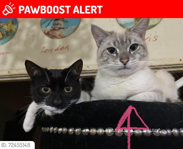 Lost Unknown Cat last seen Cnr bland street and Forbes street , Woolloomooloo, NSW 2011