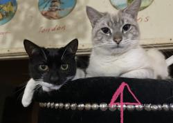 Lost Unknown Cat last seen Cnr bland street and Forbes street , Woolloomooloo, NSW 2011