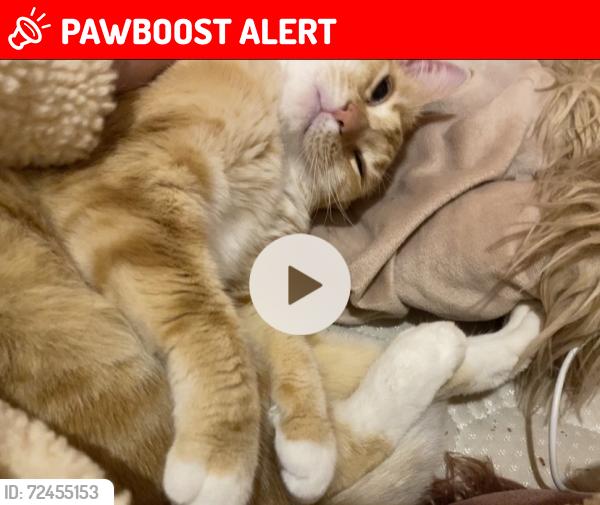 Lost Female Cat last seen Corner bland street and Forbes street , Woolloomooloo, NSW 2011