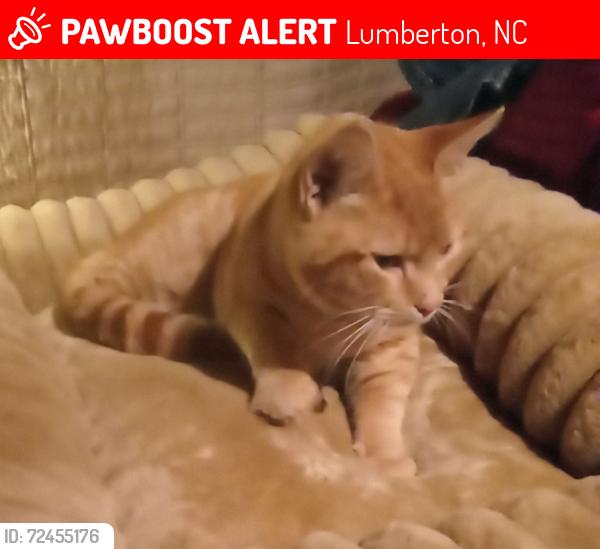 Lost Female Cat last seen Near E Elizabethtown Rd, Lumberton, NC 28358, Lumberton, NC 28358