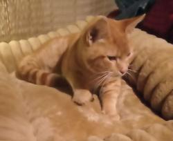 Lost Female Cat last seen Near E Elizabethtown Rd, Lumberton, NC 28358, Lumberton, NC 28358