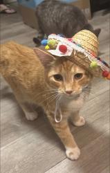 Lost Male Cat last seen Plum, Baltimore, MD 21226
