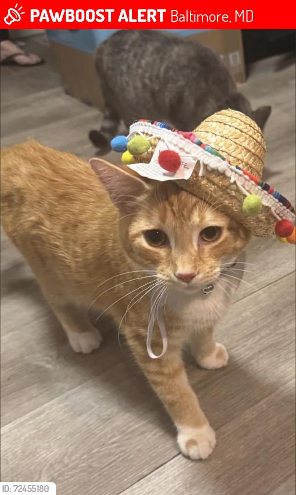 Lost Male Cat last seen Plum, Baltimore, MD 21226