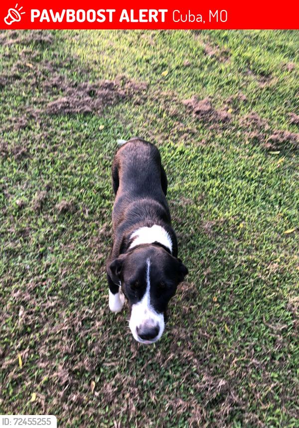 Lost Female Dog last seen Cuba, MO, Cuba, MO 65453