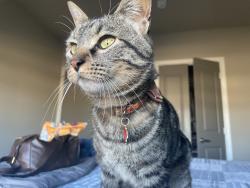 Lost Male Cat last seen Millstreet & Telluride St., San Marcos, TX 78666