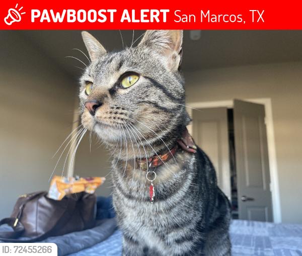 Lost Male Cat last seen Millstreet & Telluride St., San Marcos, TX 78666