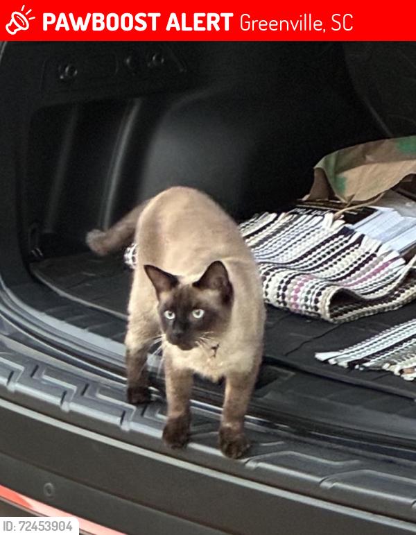Lost Male Cat last seen Mikes Towing Toledo and Laurel St. , Greenville, SC 29609