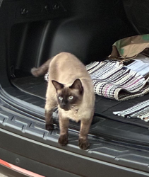 Lost Male Cat last seen Mikes Towing Toledo and Laurel St. , Greenville, SC 29609