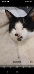 Lost Male Cat last seen Westmoreland, Dallas, TX 75216