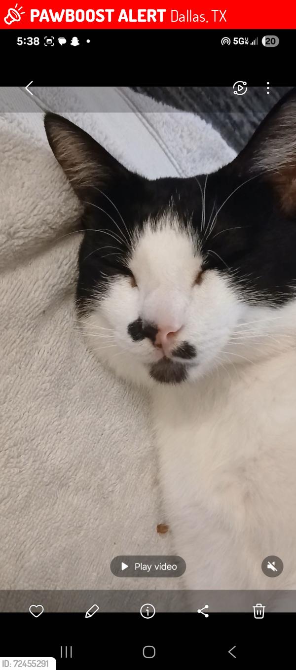 Lost Male Cat last seen Westmoreland, Dallas, TX 75216