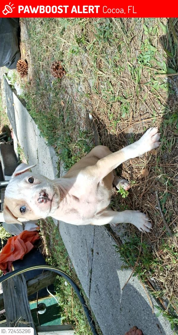 Lost Female Dog last seen Near cherry st cocoa fl 32927, Cocoa, FL 32927