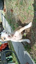Lost Female Dog last seen Near cherry st cocoa fl 32927, Cocoa, FL 32927