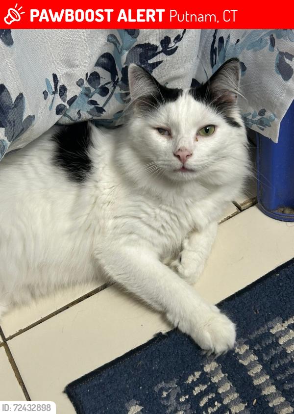 Lost Male Cat last seen Veins and Duffy streets in Putnam, CT, Putnam, CT 06260