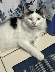Lost Male Cat last seen Veins and Duffy streets in Putnam, CT, Putnam, CT 06260