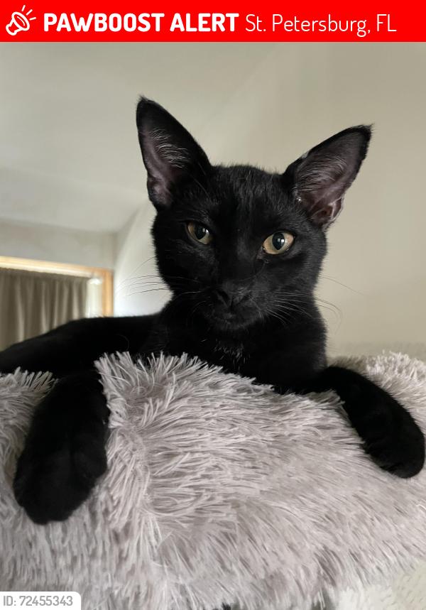 Lost Male Cat last seen Central and 1st Ave N, St. Petersburg, FL 33710