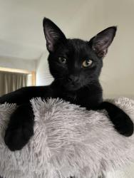 Lost Male Cat last seen Central and 1st Ave N, St. Petersburg, FL 33710