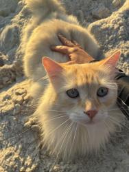 Lost Male Cat last seen Wyndham gardens back parking lot at the fence near KOA off state line rd/st. Michaels Dr., Texarkana, TX 75503