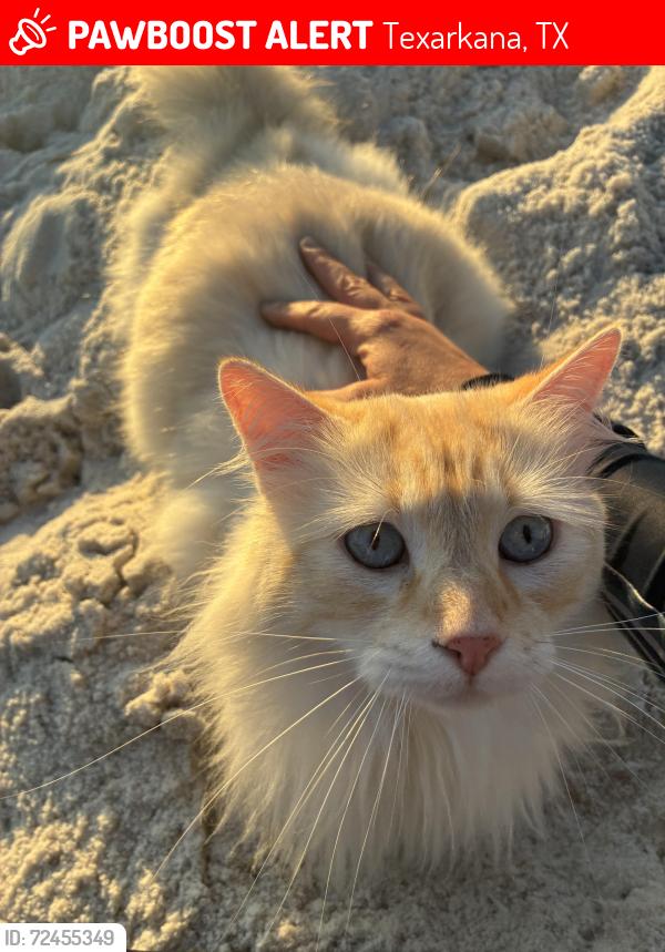 Lost Male Cat last seen Wyndham gardens back parking lot at the fence near KOA off state line rd/st. Michaels Dr., Texarkana, TX 75503
