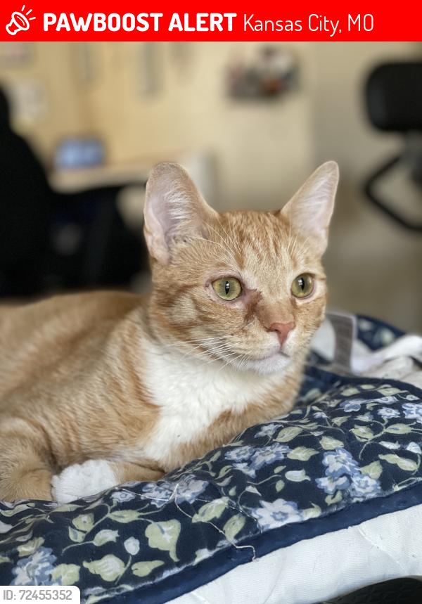 Lost Male Cat last seen Chouteau and Vivion, Kansas City, MO 64119