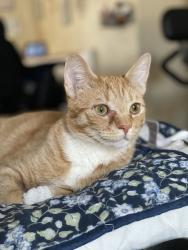 Lost Male Cat last seen Chouteau and Vivion, Kansas City, MO 64119