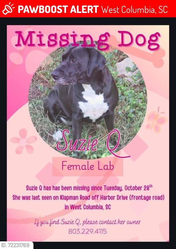 Lost Female Dog last seen Klapman rd, lephart rd, harbor dr, West Columbia, SC 29169