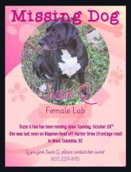 Lost Female Dog last seen Klapman rd, lephart rd, harbor dr, West Columbia, SC 29169