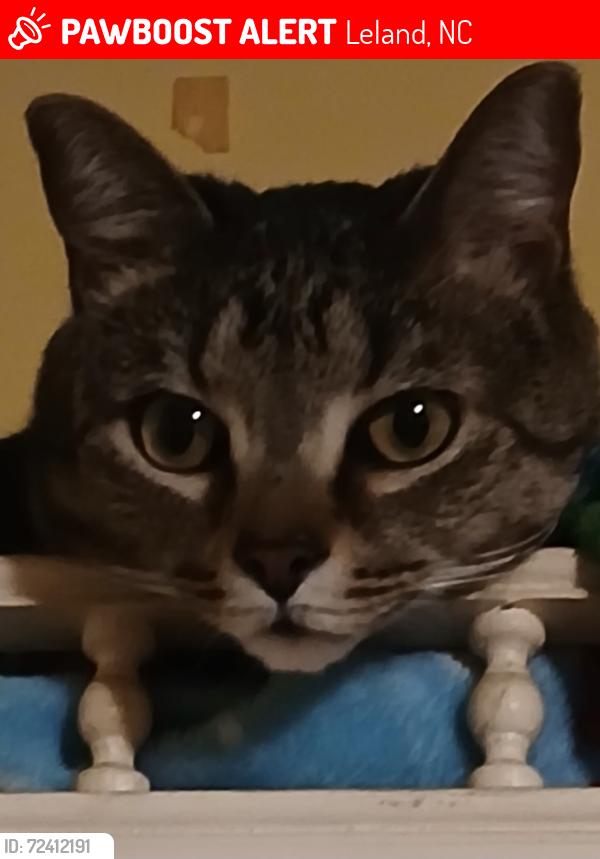 Lost Male Cat last seen Near Maco Rd NE, Leland, NC 28451