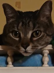 Lost Male Cat last seen Near Maco Rd NE, Leland, NC 28451