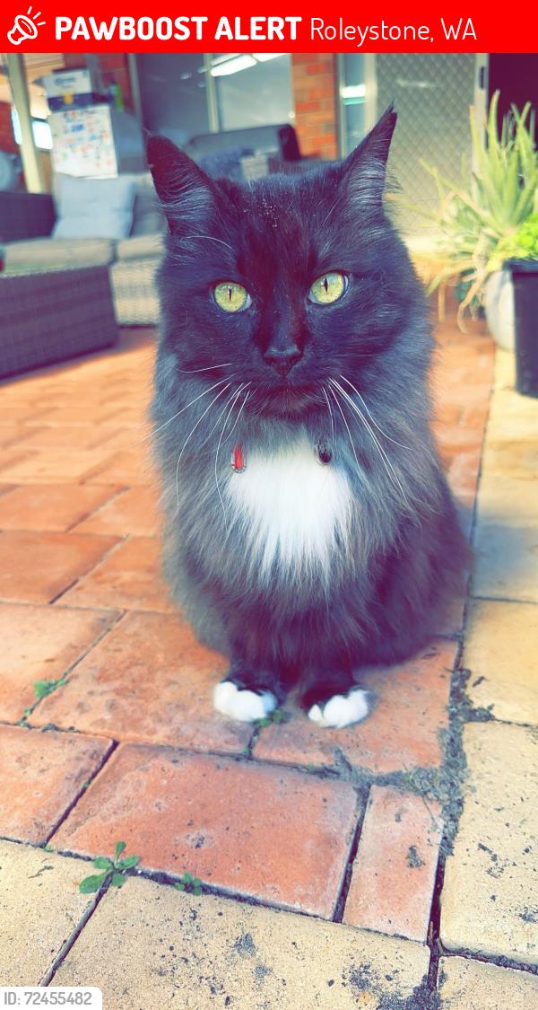 Lost Male Cat last seen Roleystone , Roleystone, WA 6111
